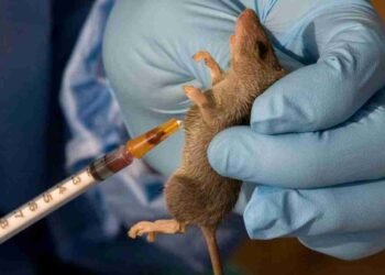 Lassa Fever Kills 2 People in Katsina State