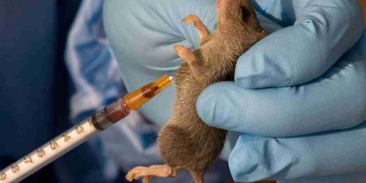 Lassa Fever Kills 2 People in Katsina State