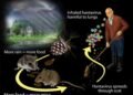 Hantavirus Alert 2026: Symptoms, Causes, Prevention & Latest Outbreak Updates You Must Know