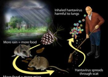 Hantavirus Alert 2026: Symptoms, Causes, Prevention & Latest Outbreak Updates You Must Know
