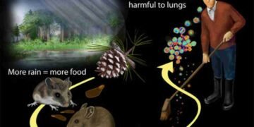 Hantavirus Alert 2026: Symptoms, Causes, Prevention & Latest Outbreak Updates You Must Know